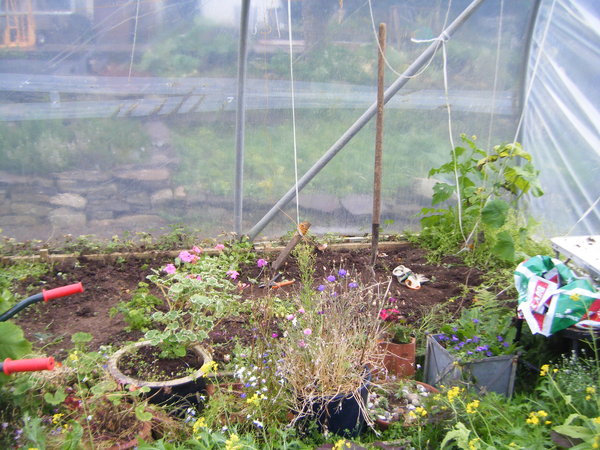 Work in small polytunnel