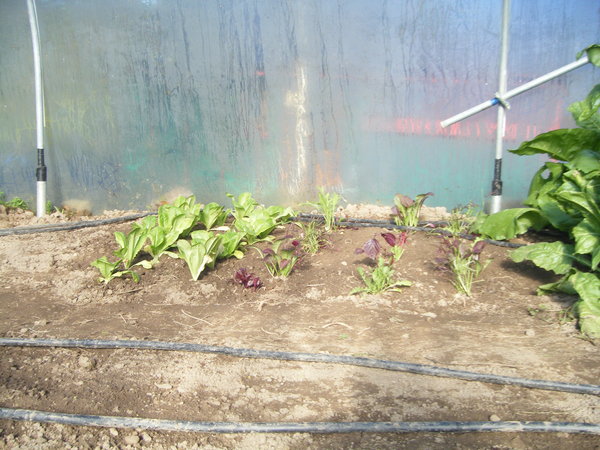 Salads planted
