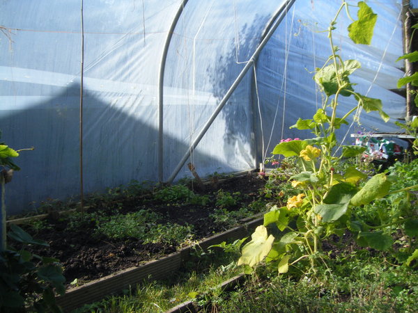 Finished small polytunnel