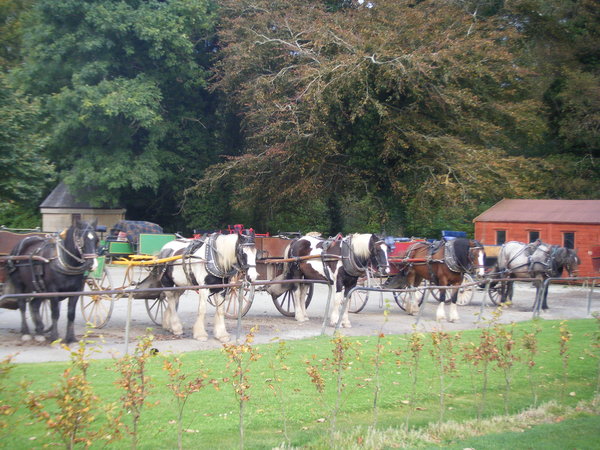 Horses and carts for the tourists