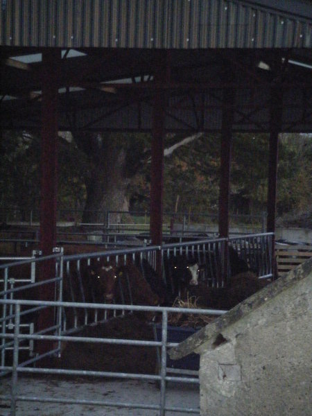 The lovely cows
