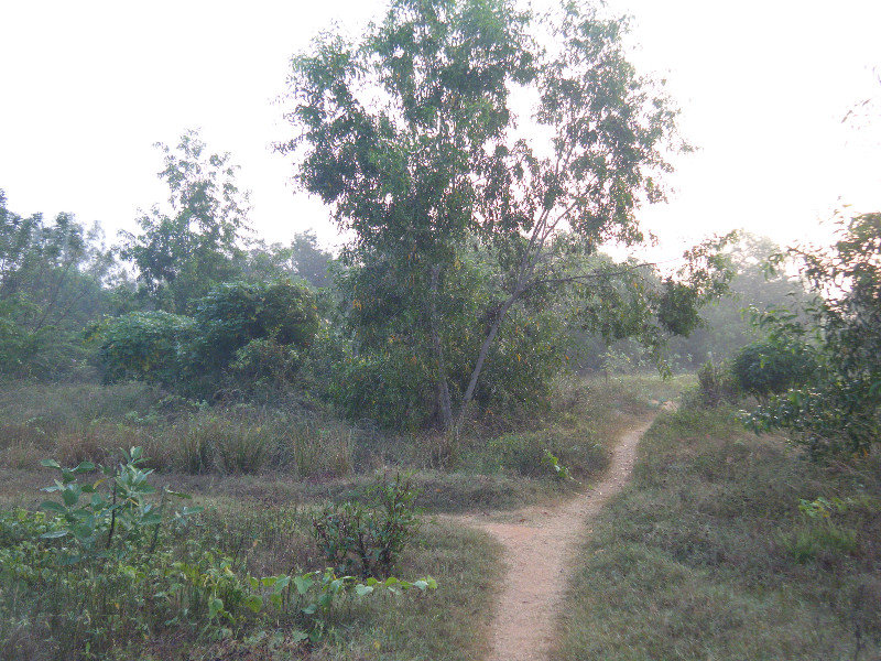 Sadhana forest path