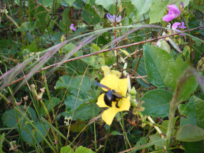 Big black and yellow beetle