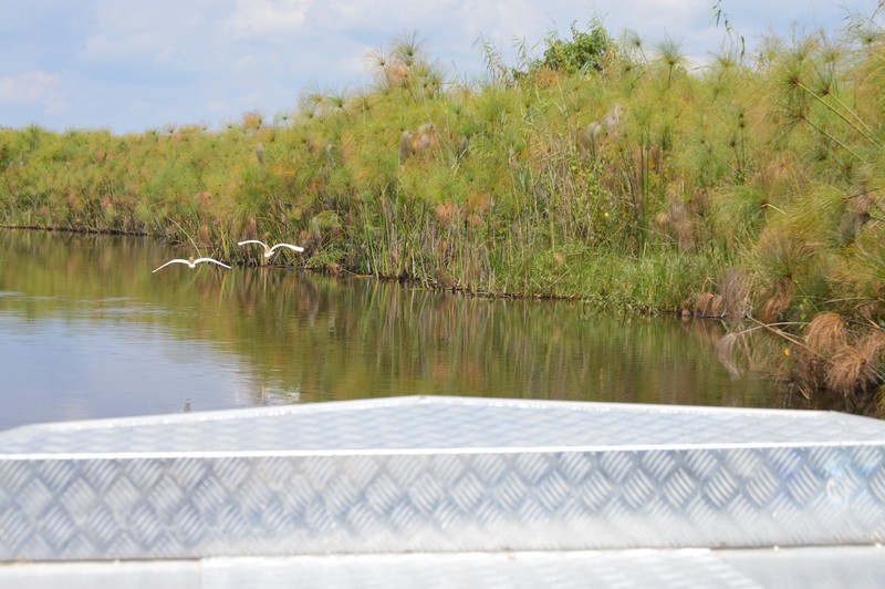 Speedboating through the Okavango Delta