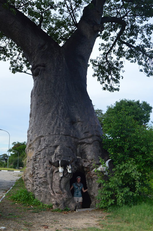 Standing inside a Baobab tree at the Namibia-Botswana border =)