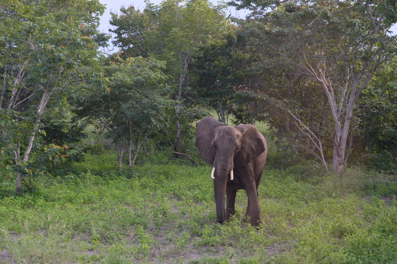 Elephant in Botswana, near Kasane