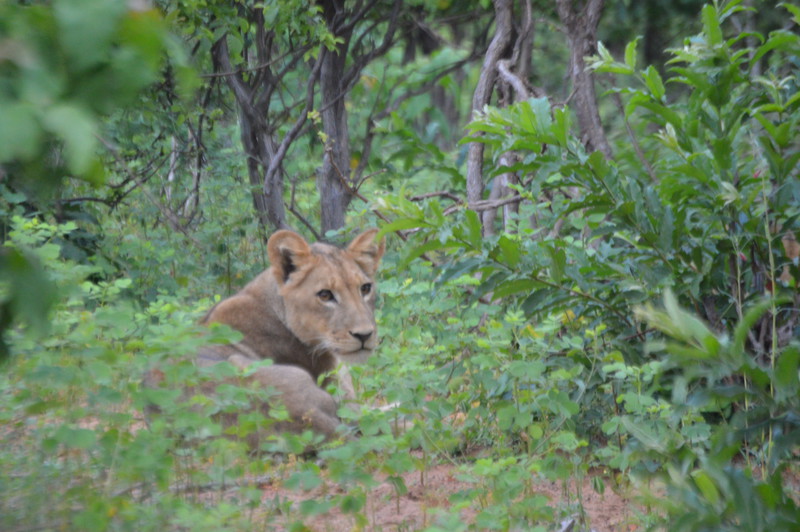 Young lion at Chobe
