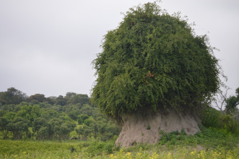 Crazy termite mound covered in vegetation!