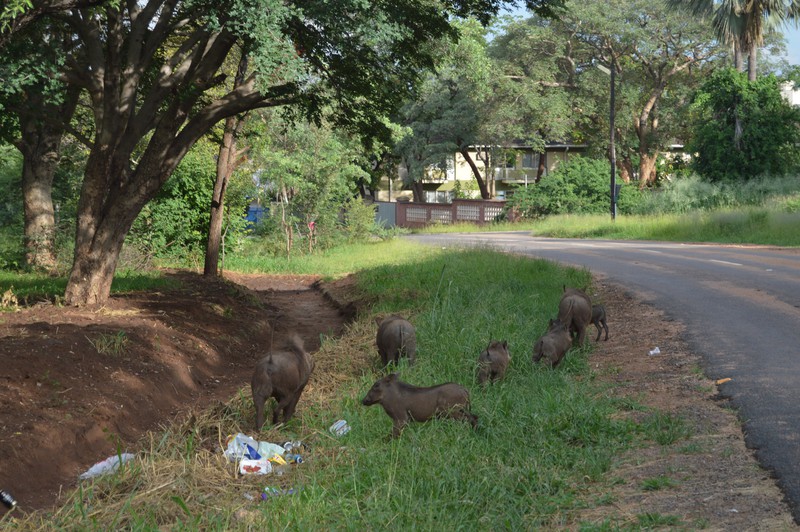 Warthogs chilling by the road