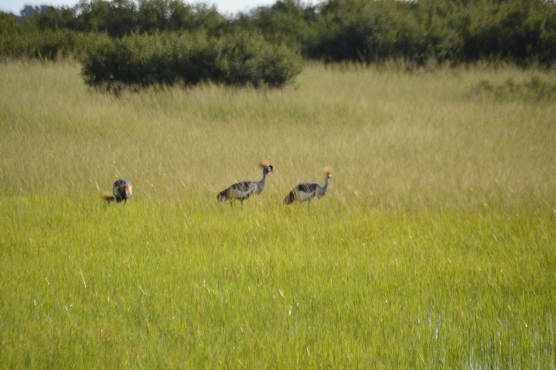 Crested storks at Hwange