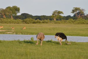 Ostriches at Hwange