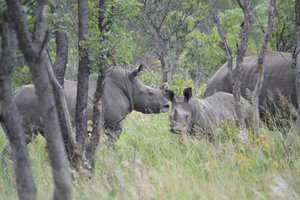 Southern White Rhinos at Matopos