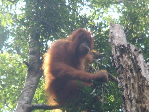 Orangutangs!
