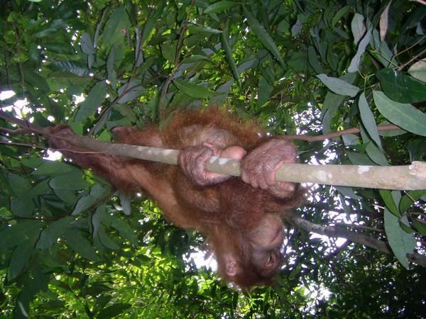 Orangutangs!