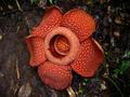 Rafflesia Flower