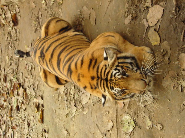 Den eneste tiger...
