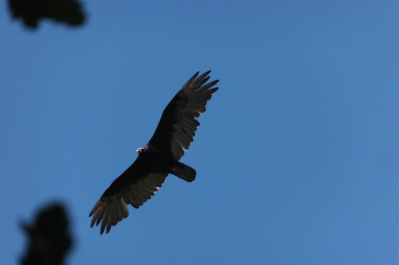 In Flight