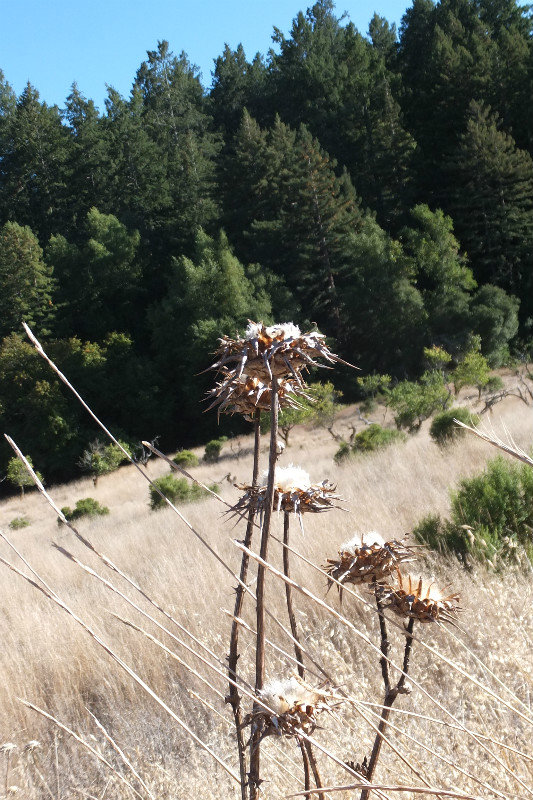 Statuesque Weeds