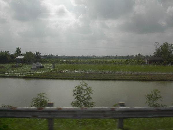 Tombstones in a rice field