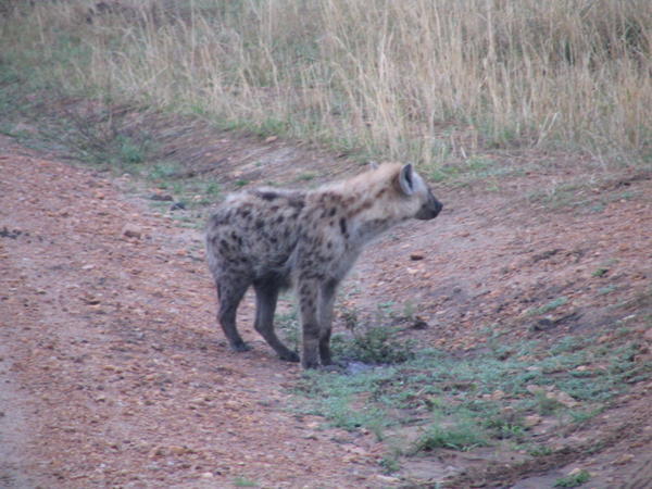 A hyena
