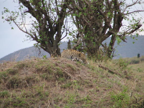 See the leopard