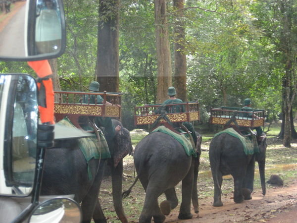 The trek of the elephants........
