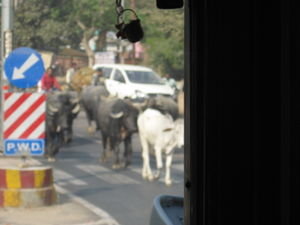 Traffic jam.........and cows have the right of way!