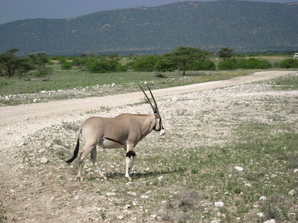 An Oryx.......