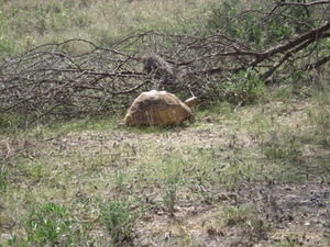 a leopard tortoise