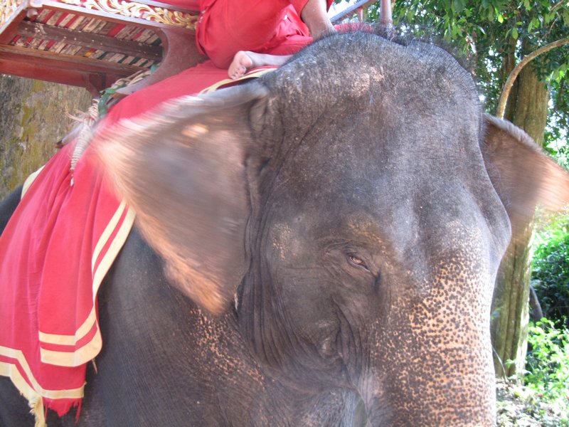 Mr. Elephan at Angkor Wat