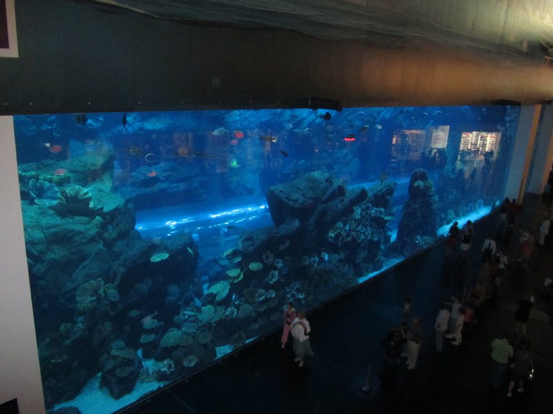 view of the aquarium from above