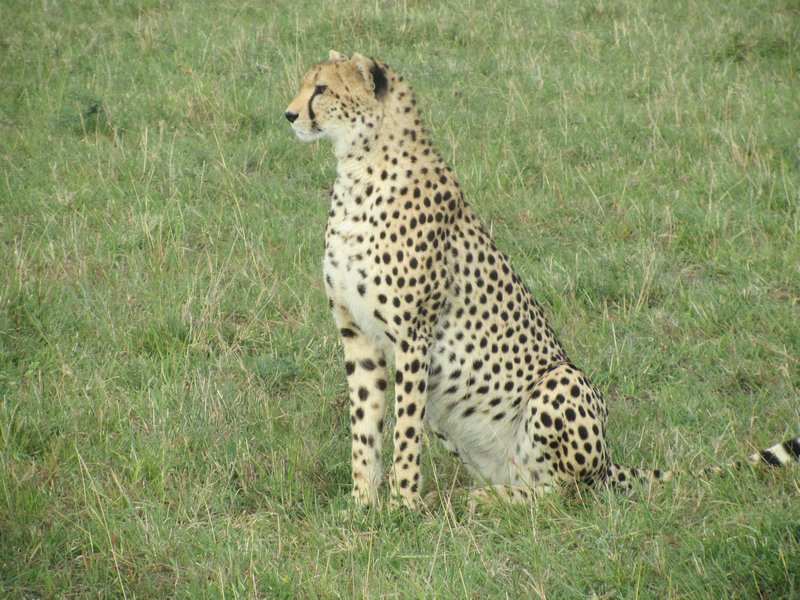 sit proud, oh Cheetah!