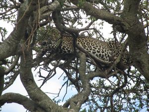 leopard in the tree!