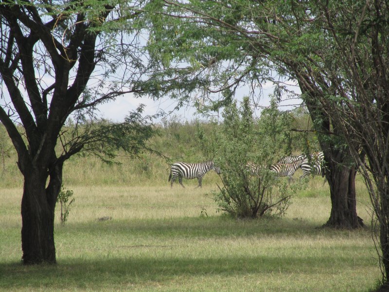 thistles on the trees that giraffes eat - go figure!
