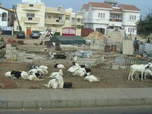 goals and cows, roadside
