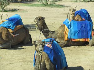 camels everywhere