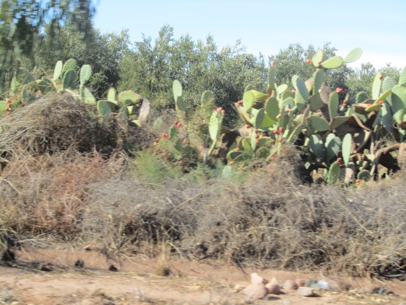 cactus along the roadsides