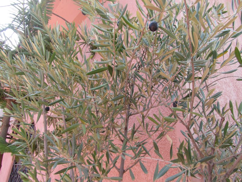 an olive tree