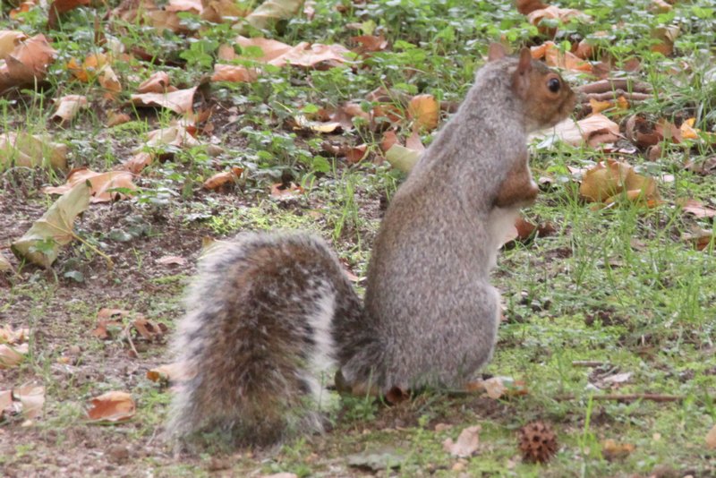 Squirrel in City Hall Park