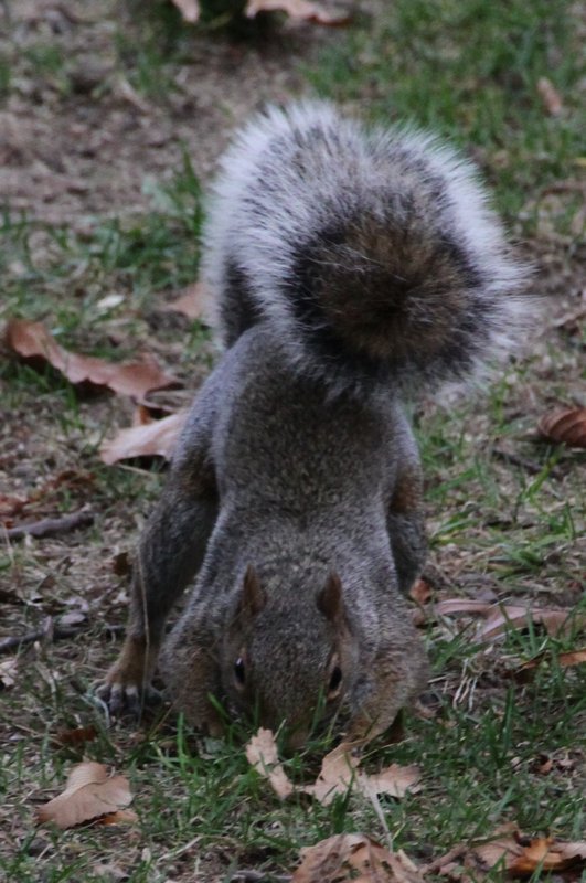 Squirell readying for Winter