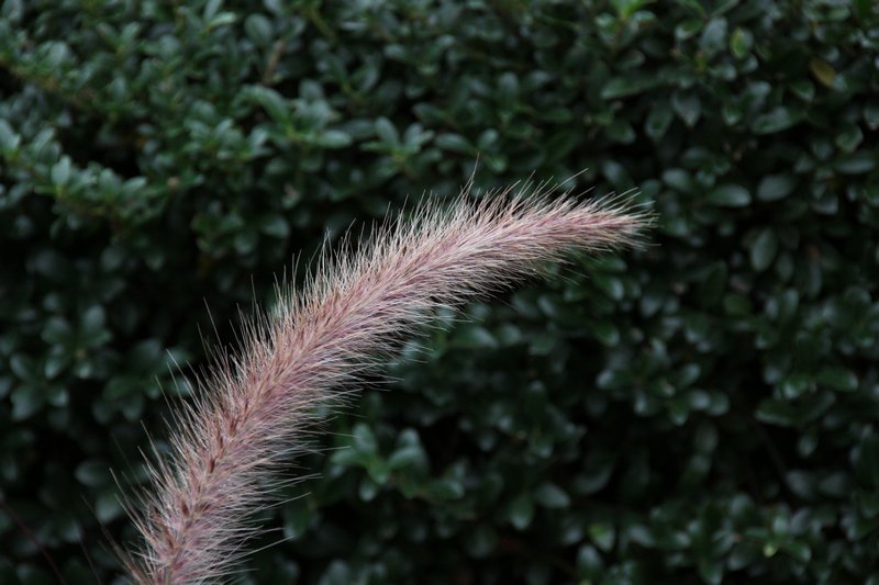 This is a plant not a squirrel's tail