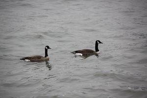 Swans on the Hudson River