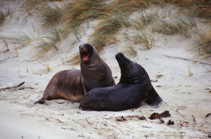 Hookers sea lions