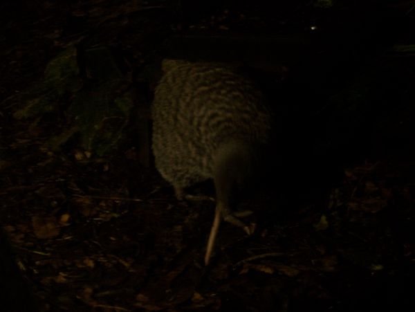 Nocturnal Kiwi