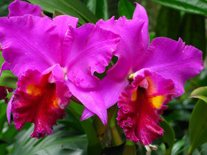 Pic 10 - Orchids Garden - 12/12