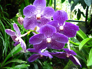 Pic 10 - Orchids Garden - 03/13