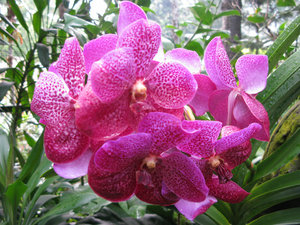 Pic 10 - Orchids Garden - 03/13