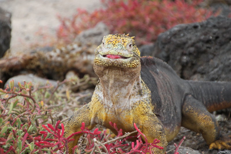 Hybrid iguana 