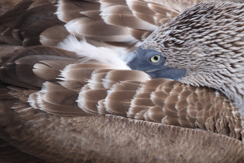 Blue footed booby up close