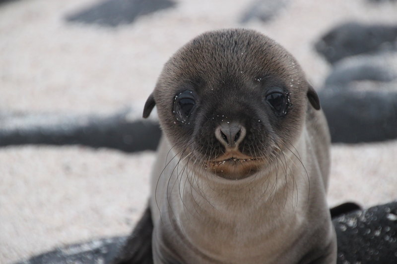 cute baby sea lions